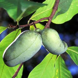 Asimina triloba Pawpaw